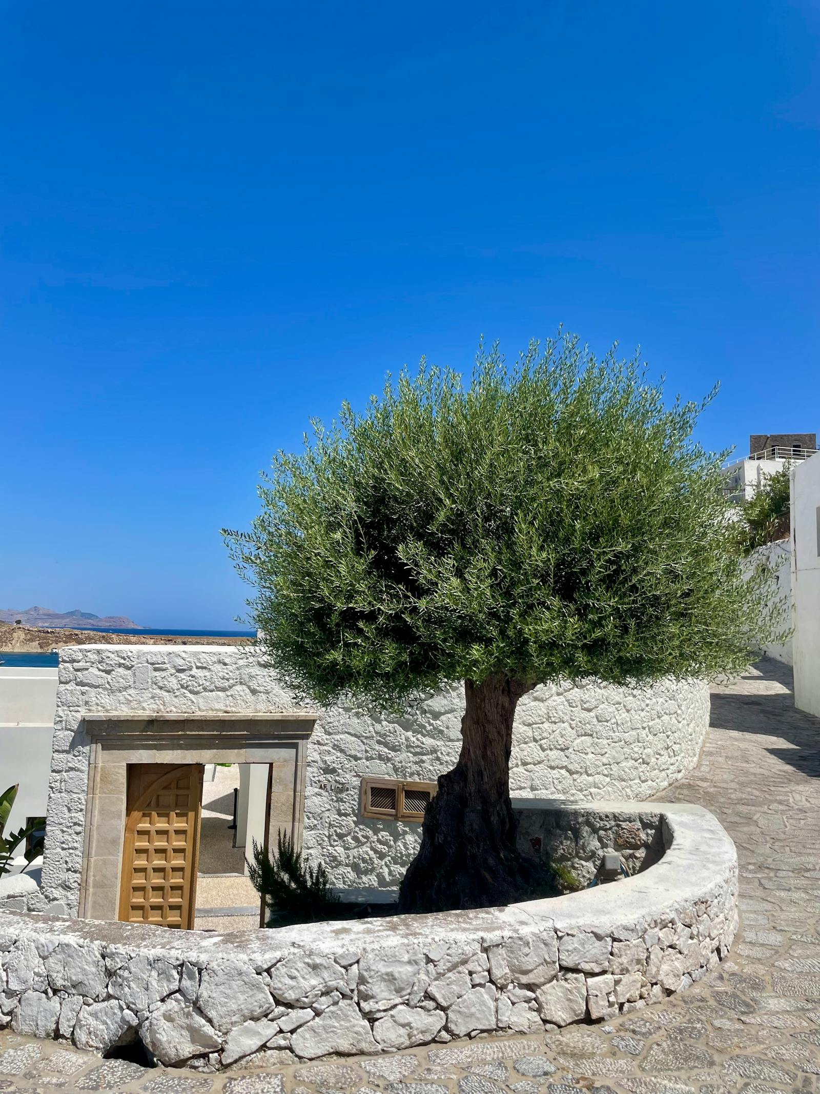 Ancient gnarled Greek olive trees in a sun-drenched grove